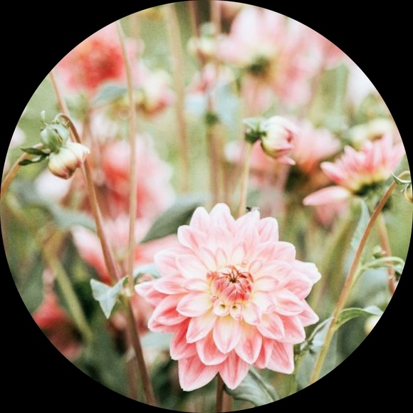 shabbychic88